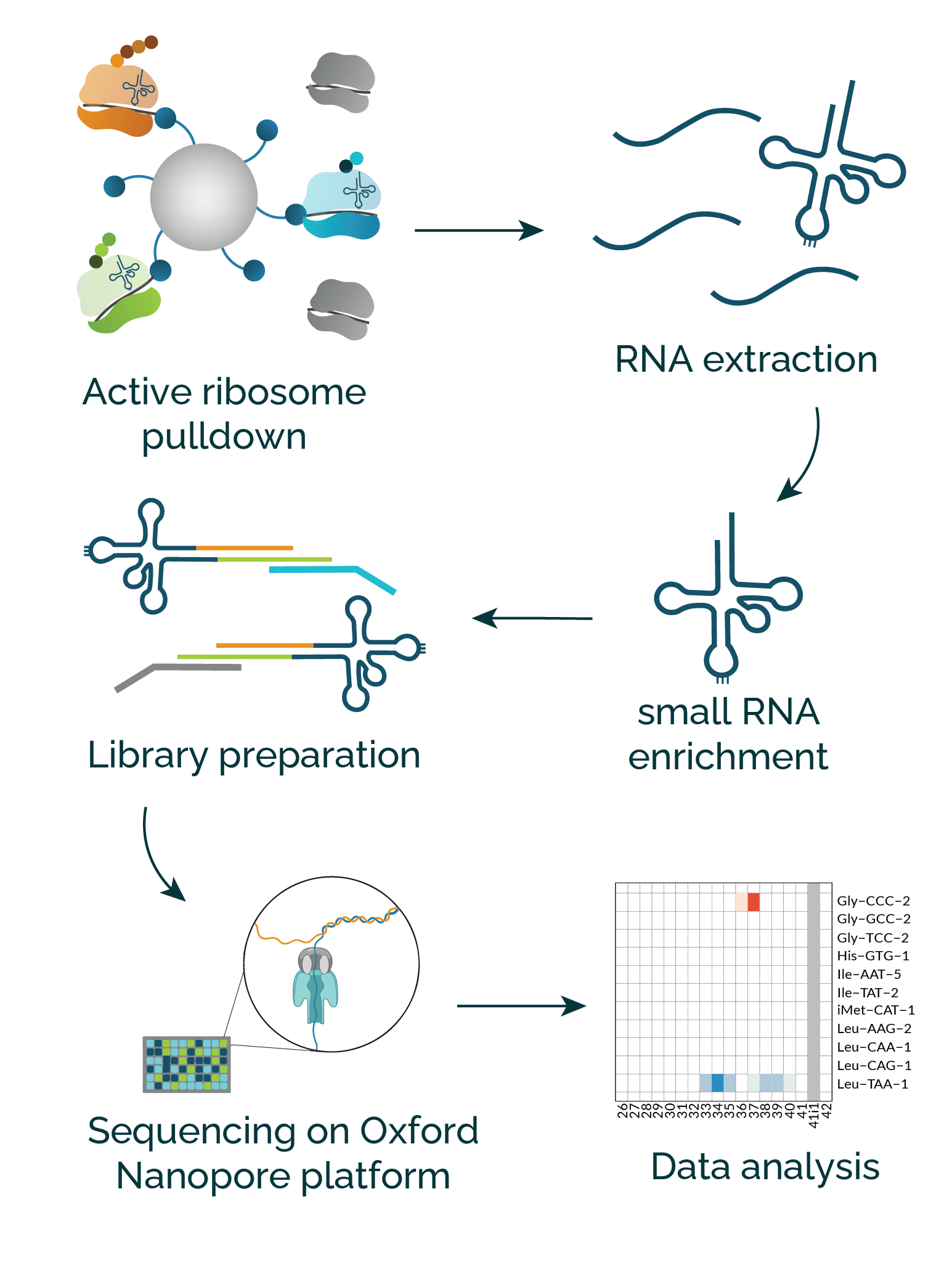 ribo-tRNAseq_service_workflow